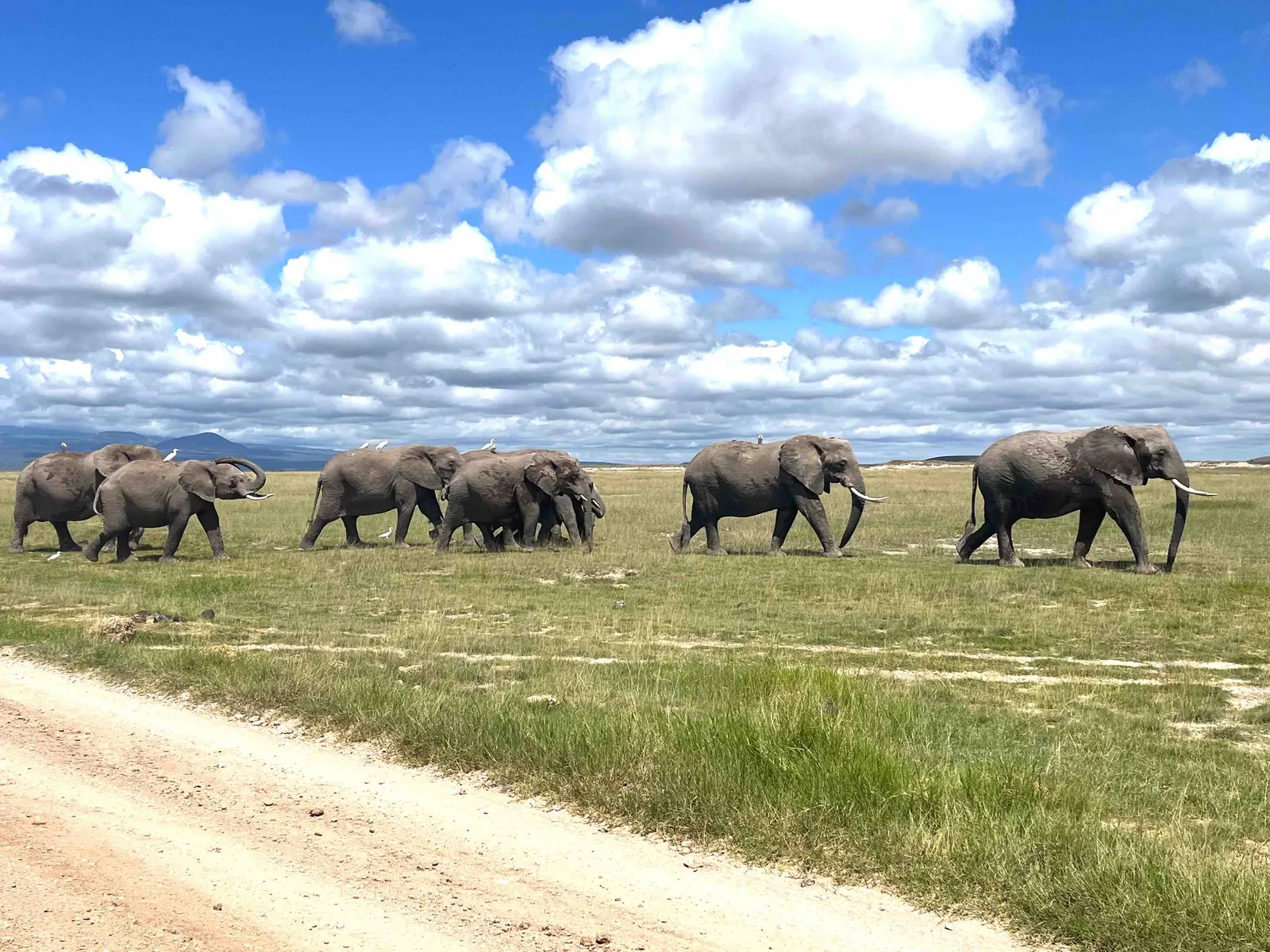 Elephants in Amboseli with Mount Kilimanjaro in the background
