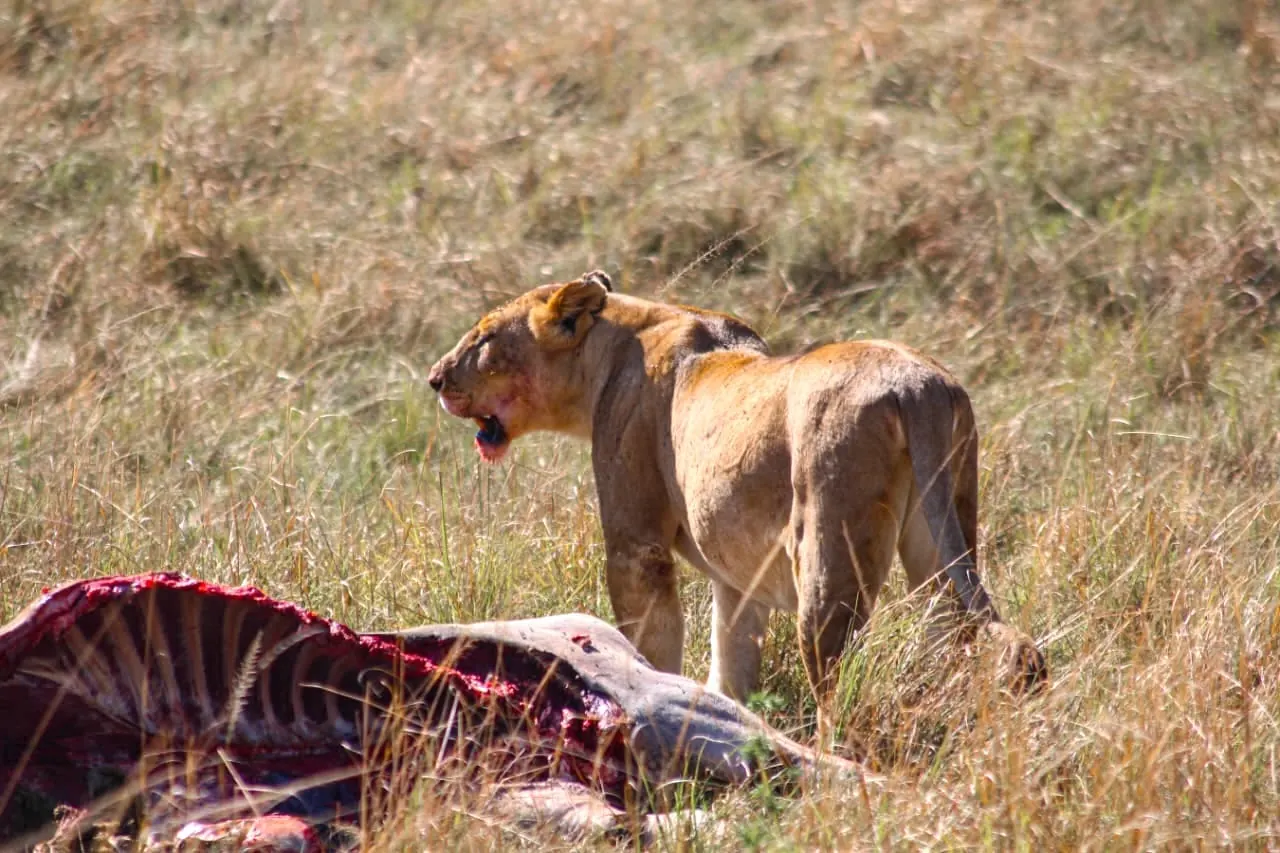 Lion resting in the golden grass of the Maasai Mara